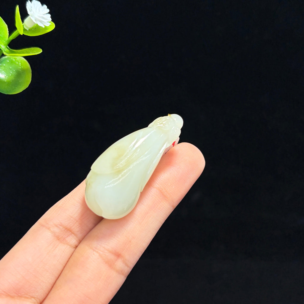 和田山料白玉玉兰花（yc776320）